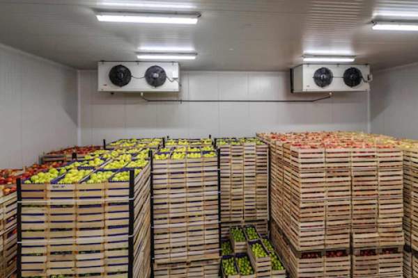 Tổng hợp giải pháp kho lạnh đa năng cho xuất khẩu, F&B, siêu thị và nông sản